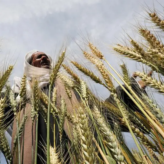 Wheat rises after dropping to 4-month low, soybean prices ease