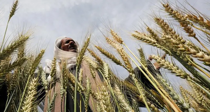 Wheat rises after dropping to 4-month low, soybean prices ease