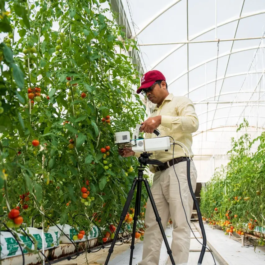 جامعة تكساس إي أند أم تطلق مشروعاً بحثياً لتعزيز محصول الطماطم في قطر