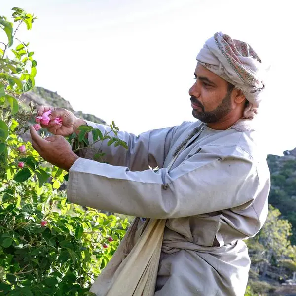 Oman’s Jabal Akhdar celebrates pomegranate harvest season