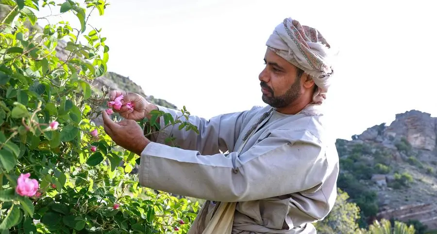 Oman’s Jabal Akhdar celebrates pomegranate harvest season