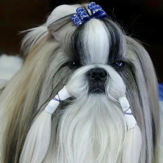 Pets take a seat in Dubai classrooms to lend a hand in teaching