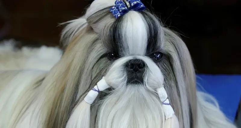 Pets take a seat in Dubai classrooms to lend a hand in teaching