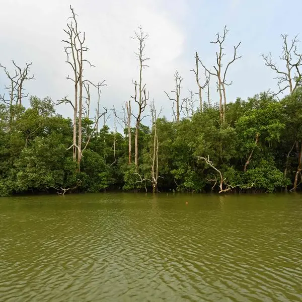 Why Indonesia is moving its capital to the rainforests of Borneo