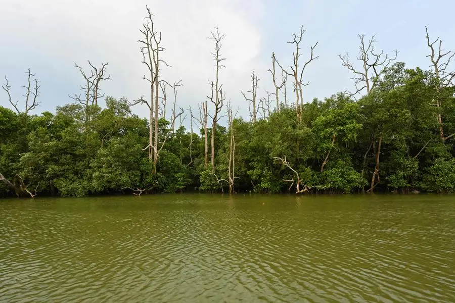 Why Indonesia is moving its capital to the rainforests of Borneo