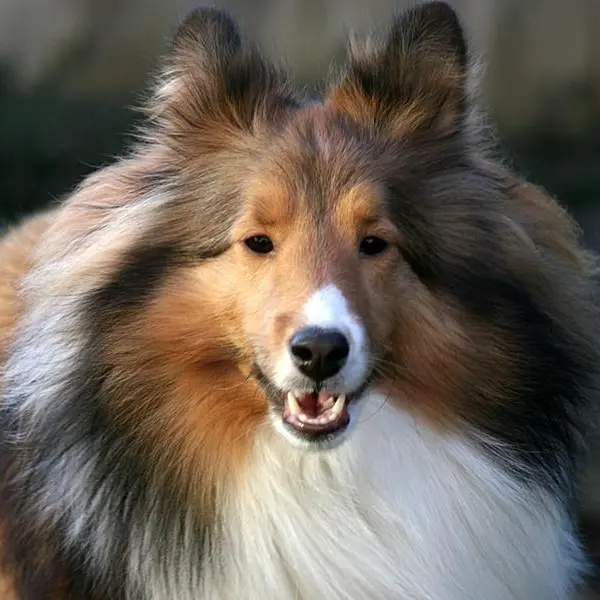 Japanese man who spent $20,000 to become a dog steps out in collie costume for the first time