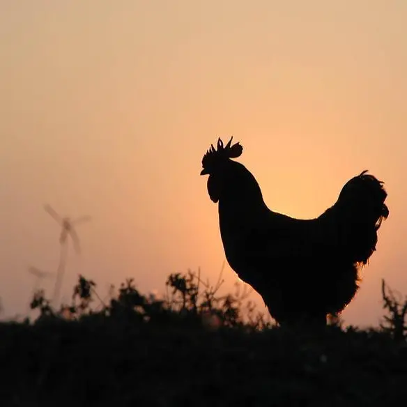 Bird flu, Ukraine war push egg prices higher worldwide