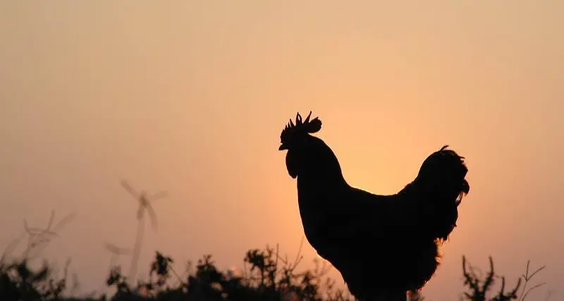 Bird flu, Ukraine war push egg prices higher worldwide