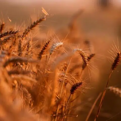 U.S. wheat falls to pre-Ukraine war levels; corn, soy also drop