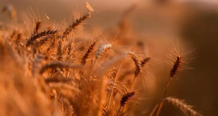 U.S. wheat falls to pre-Ukraine war levels; corn, soy also drop