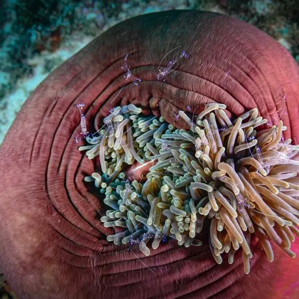 MENA takes centre stage in furthering multi stakeholder ocean conservation and sustainable blue economy dialogues