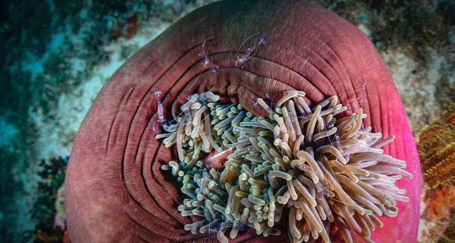 MENA takes centre stage in furthering multi stakeholder ocean conservation and sustainable blue economy dialogues