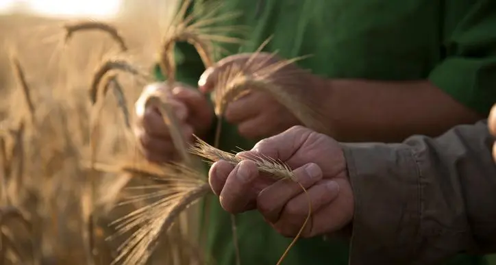 Oman receives over 60,000tn of Australian wheat