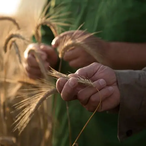 Oman receives over 60,000tn of Australian wheat