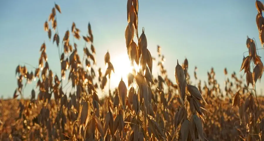 Saudi Arabia's SAGO seeks 535,000 tonnes of wheat in tender