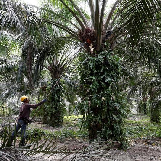 Malaysia still reviewing proposed cut in palm oil export tax -commodities minister