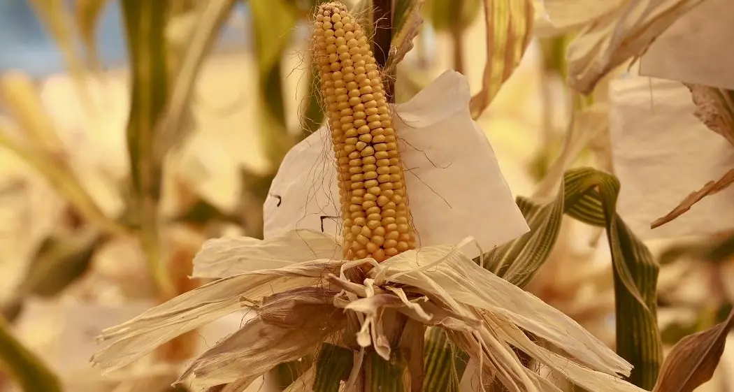 Chinese-owned Syngenta appeals Italy's veto of seed producer deal: sources