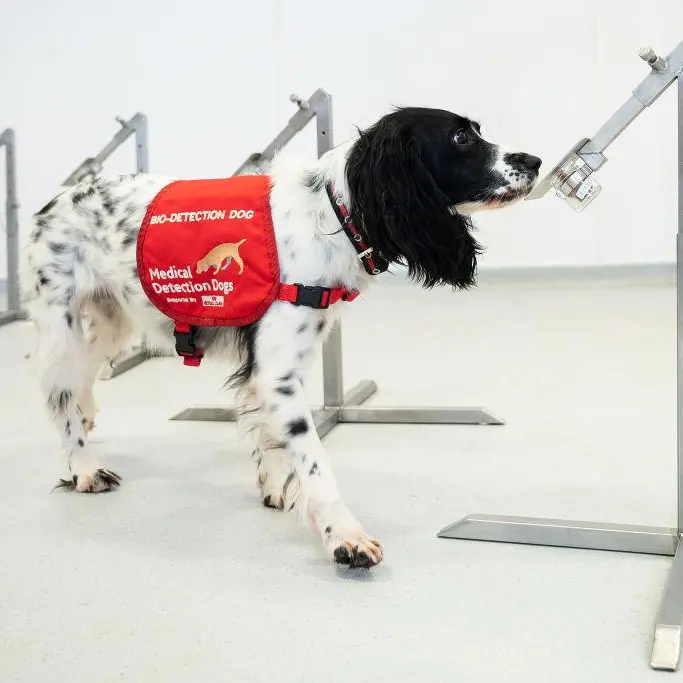 UAE uses canines in world-first COVID-19 detection study