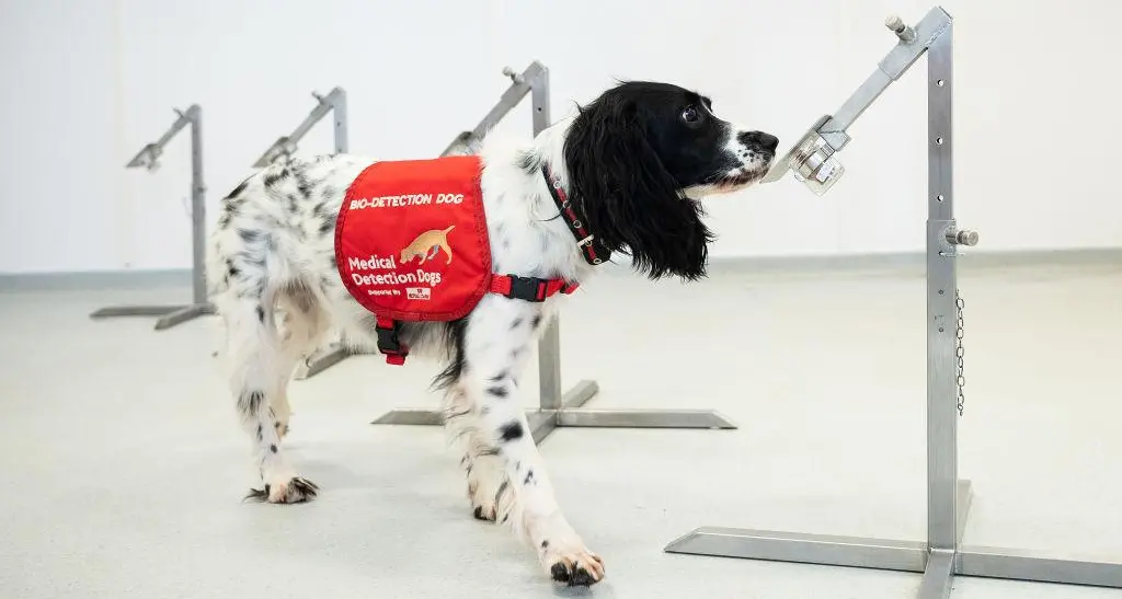 UAE uses canines in world-first COVID-19 detection study