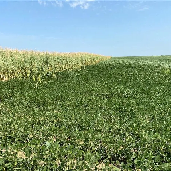 Five charts to consider ahead of the 2025-26 US crop season: Braun