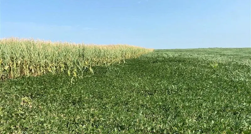 Five charts to consider ahead of the 2025-26 US crop season: Braun