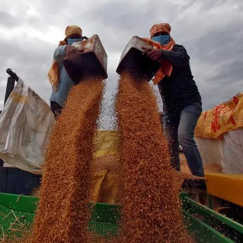 India's domestic wheat purchases gather pace, but marginally below last year