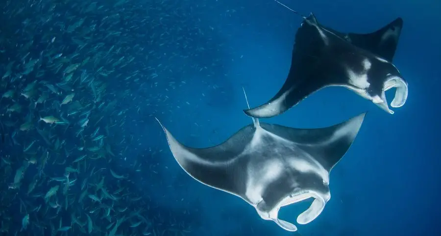 National Geographic Pristine Seas Exhibition to open at the National Aquarium in Al Qana Abu Dhabi