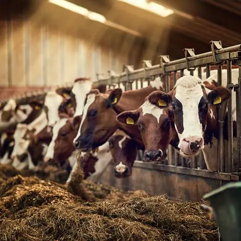 Kuwait pleads to Australian Govt to wave suspension of livestock