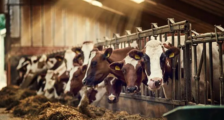 Kuwait pleads to Australian Govt to wave suspension of livestock