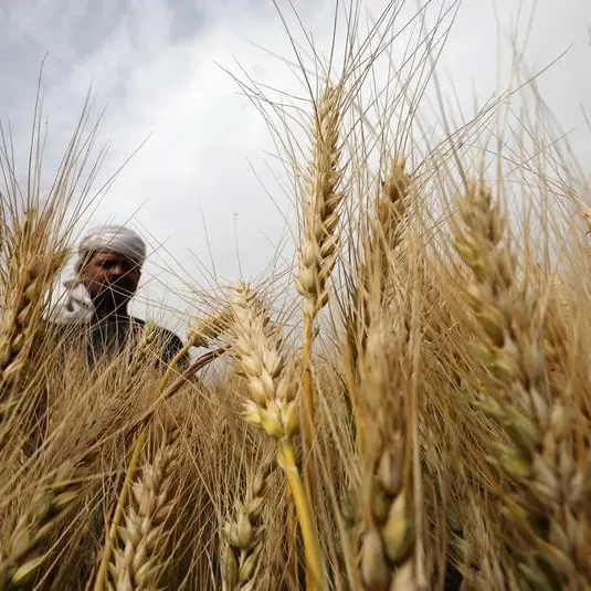 Egypt automates wheat silos processes using IBM AI-powered software