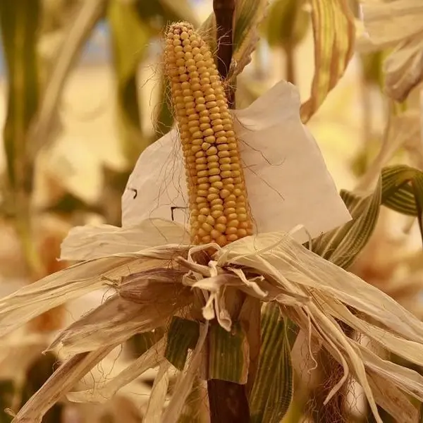 Soybeans and corn ease as US harvest weighs