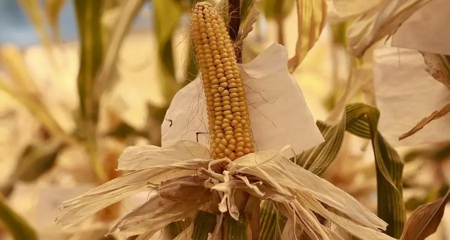 Soybeans and corn ease as US harvest weighs