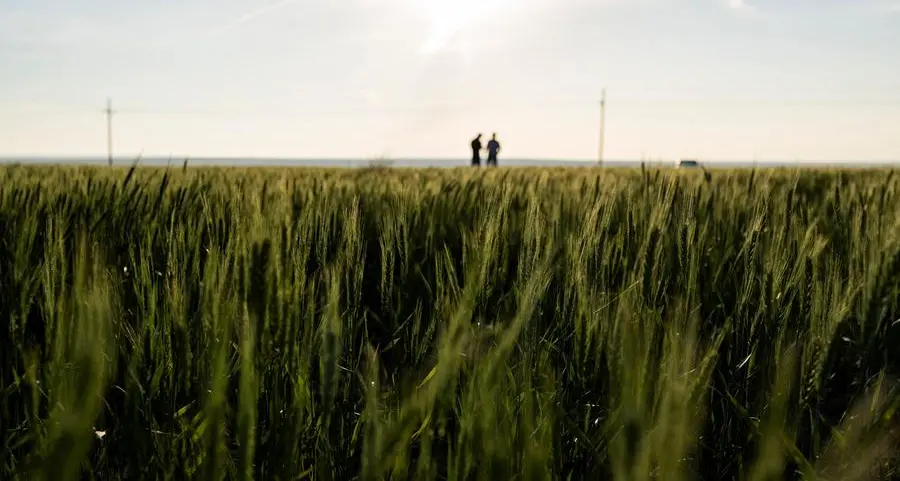 Funds tweak bearish corn, soy bets after strong US crop forecast: Braun