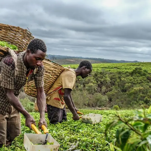 DMCC forecasts global tea market to near $300bln