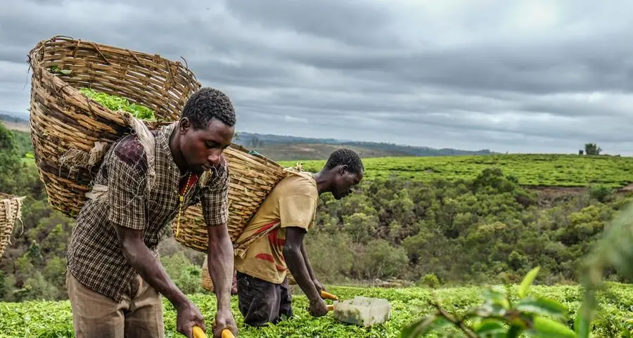 DMCC forecasts global tea market to near $300bln