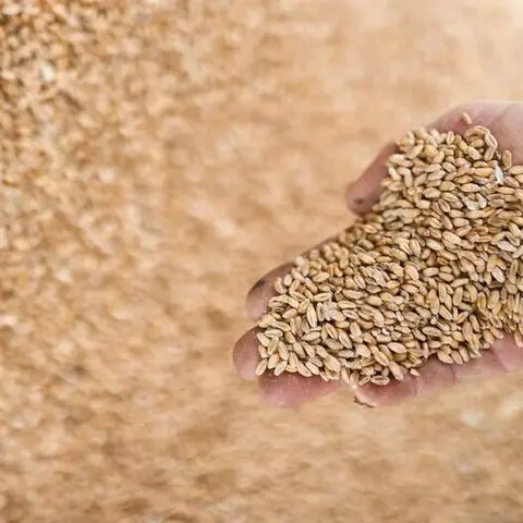 المؤسسة العامة للحبوب السعودية تشتري 556 ألف طن من القمح
