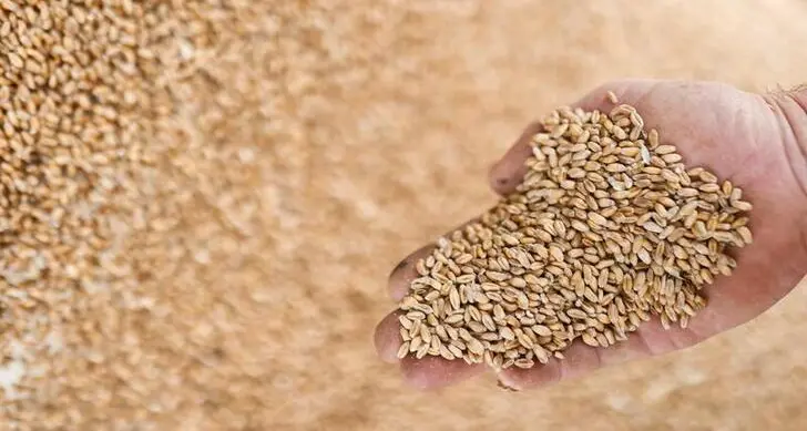المؤسسة العامة للحبوب السعودية تشتري 556 ألف طن من القمح