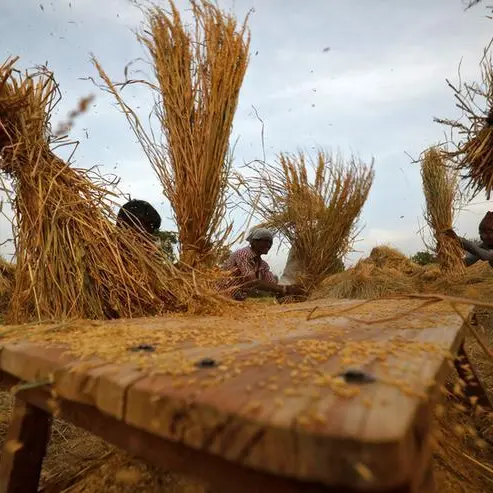 India wheat, rapeseed area up 15% on higher prices