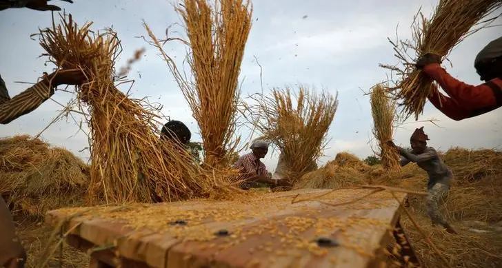 India wheat, rapeseed area up 15% on higher prices