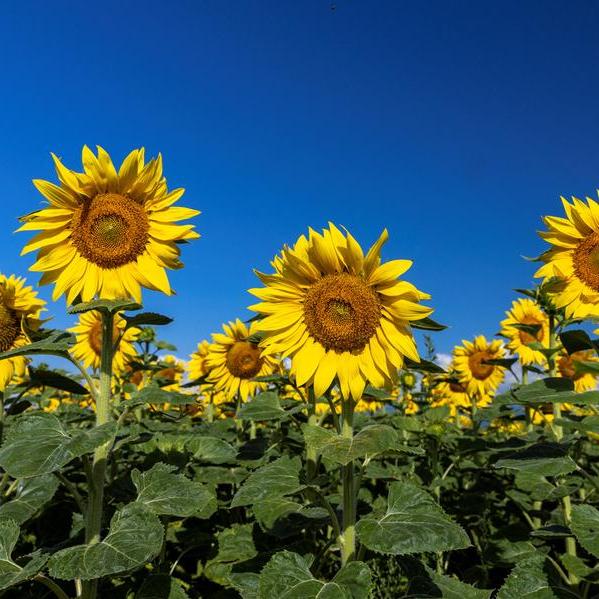 Russia raises quota for sunflower oil exports
