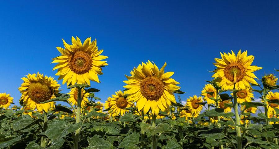 Russia raises quota for sunflower oil exports