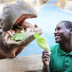 Hippo Takes Center Stage at Emirates Park Zoo & Resort