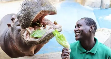 Hippo Takes Center Stage at Emirates Park Zoo & Resort