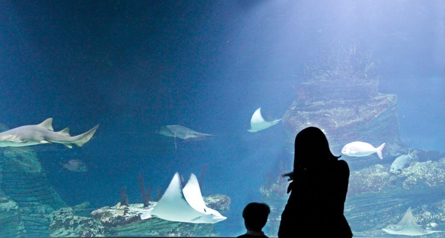 SeaWorld Abu Dhabi to open next year