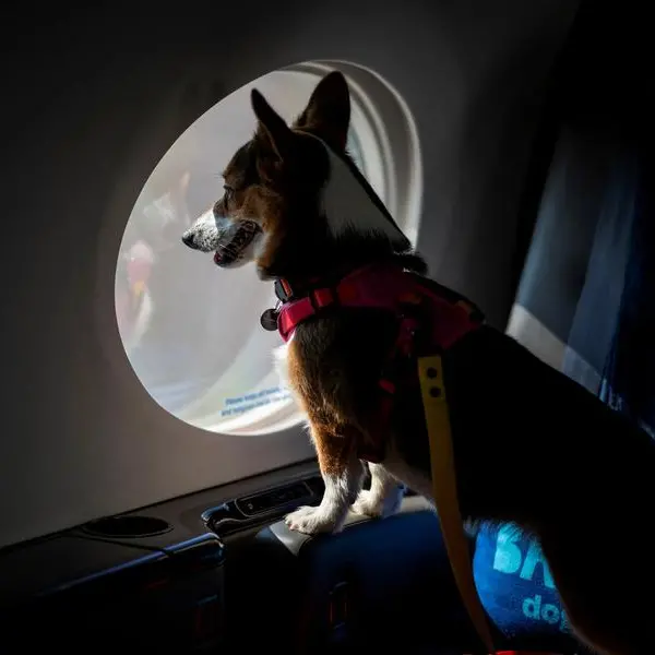 This airline wants all dogs to fly first class