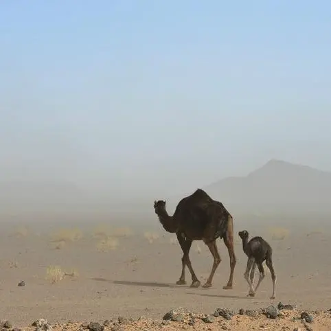 Dust storms expected over parts of Oman