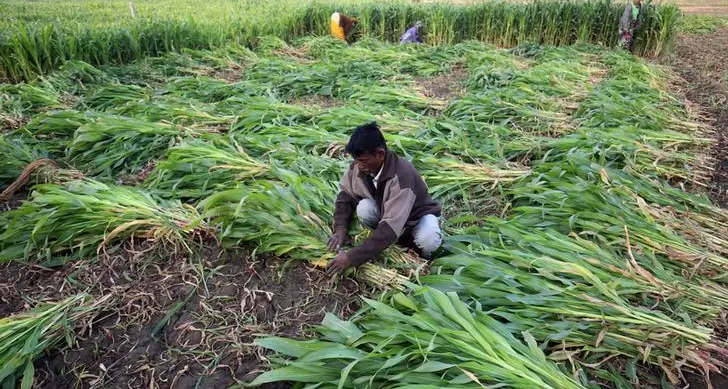 French maize harvest 85% complete, wheat sowing at 54%