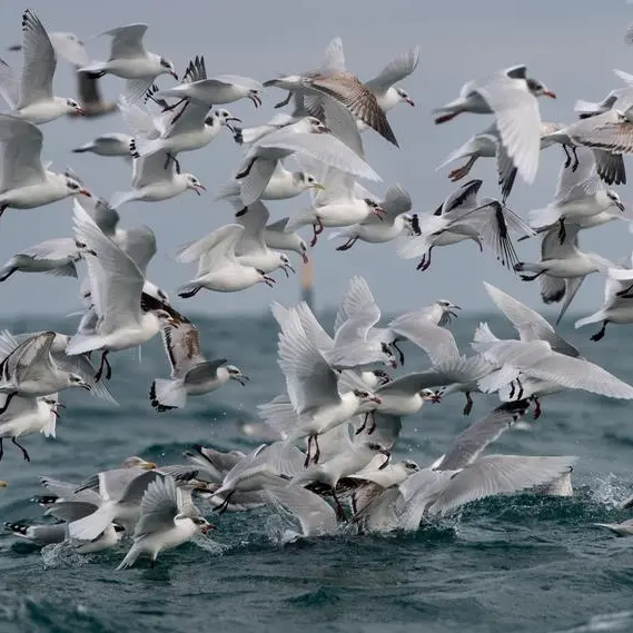 Tackling overfishing from Senegal's skies