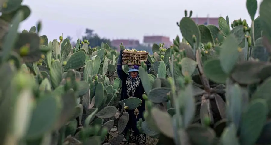 Egypt pursues stronger agricultural investment across Africa