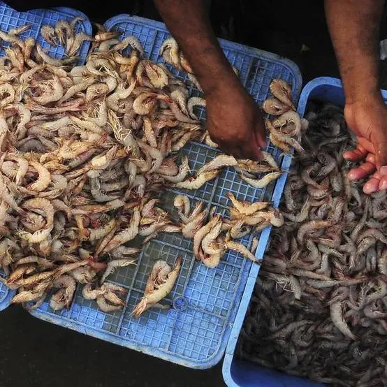 Shrimp sales are no small fry for Saudi Arabias Jazadco